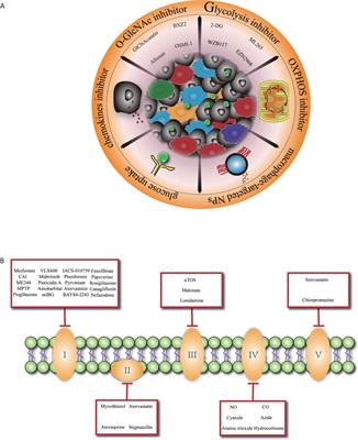 Glucose Metabolism: The Metabolic Signature of Tumor Associated Macrophage